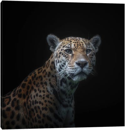 Jaguar Canvas Art Print