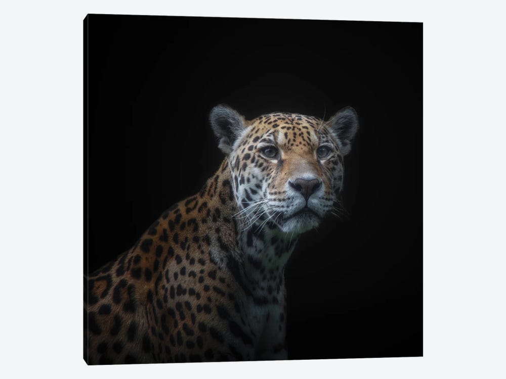 Jaguar by Kamera 1-piece Canvas Art