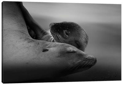 Sea Lion Pup With The Mother Canvas Art Print