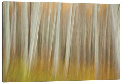Aspen Blur Canvas Art Print
