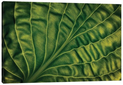 Leaf Of A Hosta Canvas Art Print