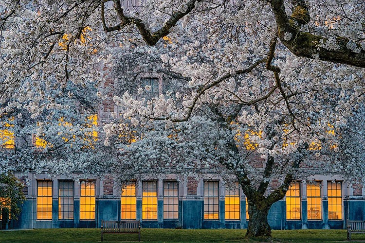Morning At University Of Washington by Lydia Jacobs wall art