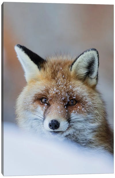 Red Fox Canvas Art Print