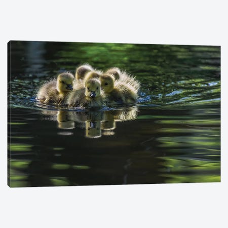 Cute Baby Canada Geese Canvas Print #OXM6389} by Xiaobing Tian Canvas Art