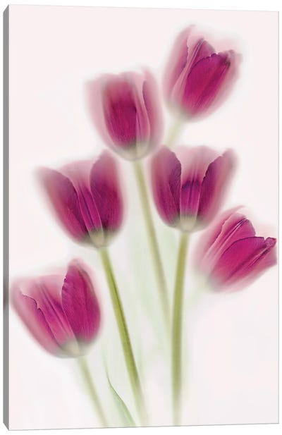 Purple Tulips Canvas Art Print