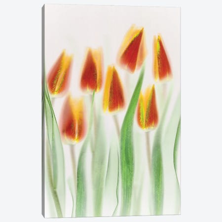 Red and Yellow Tulips Canvas Print #OXM6411} by Brian Haslam Canvas Artwork