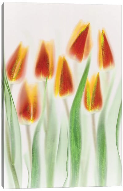 Red and Yellow Tulips Canvas Art Print