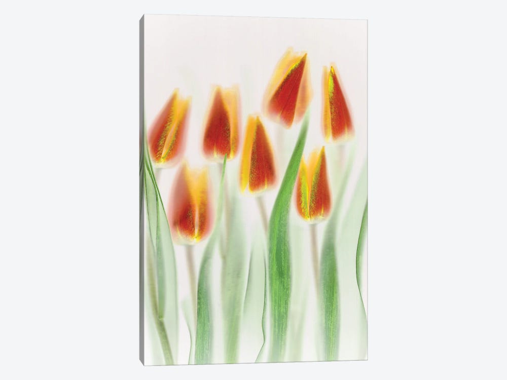 Red and Yellow Tulips by Brian Haslam 1-piece Canvas Art