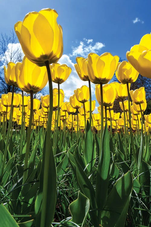 Tulipani by Lorenzo Ravasco wall art
