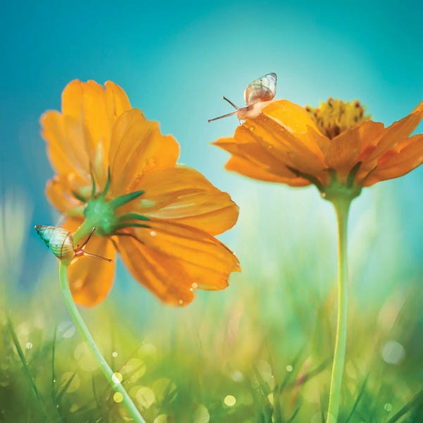 Scenic & Landscapes: Play Time! by Peiling Lee