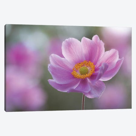 Morning Anemone Canvas Print #OXM6471} by Steve Moore Canvas Wall Art