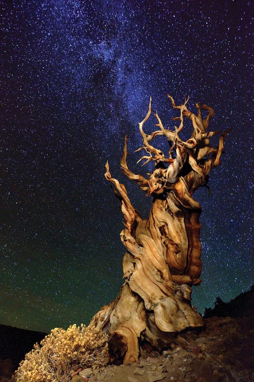 Bristlecone Pine