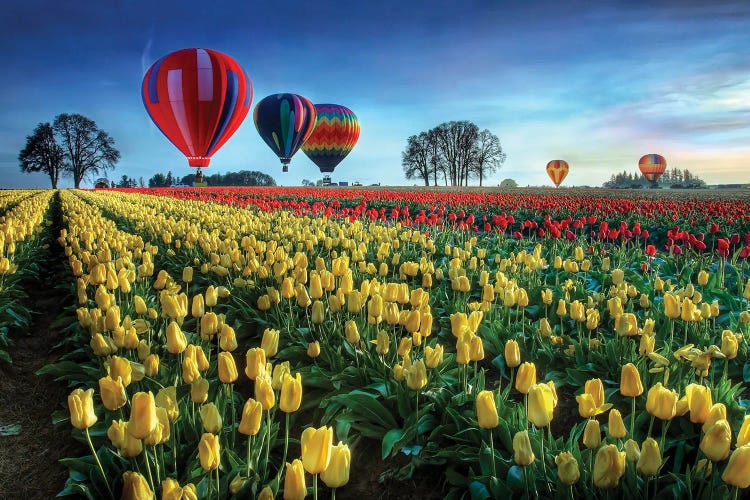 Hot Air Balloons Over Tulip Field