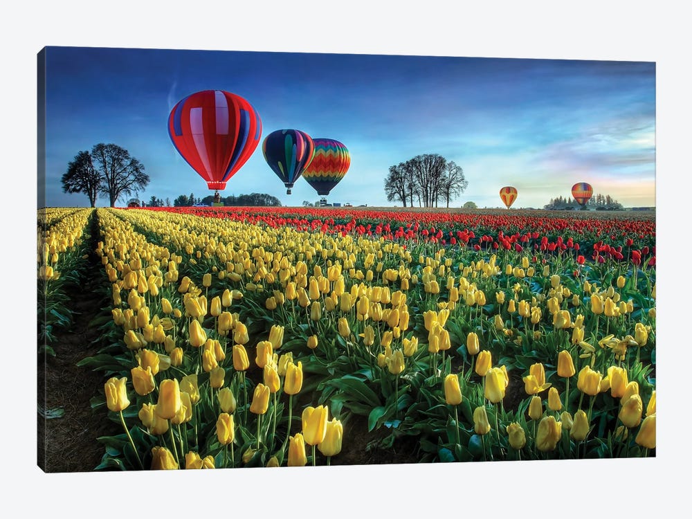 Hot Air Balloons Over Tulip Field by William Lee 1-piece Canvas Wall Art