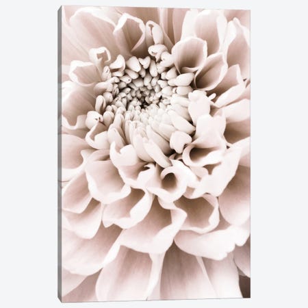 Chrysanthemum I Canvas Print #OXM6486} by 1x Studio Canvas Wall Art