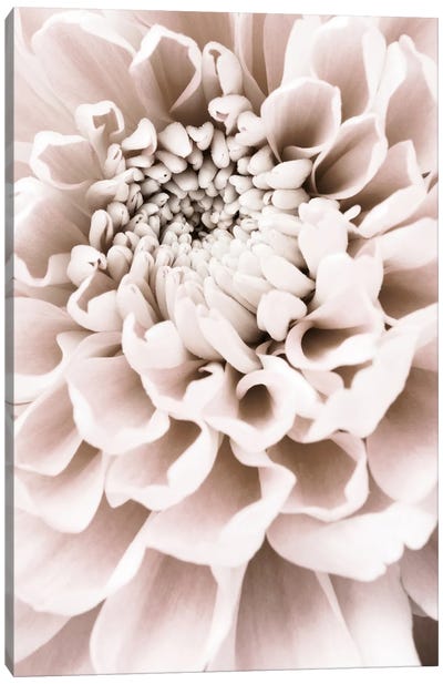 Chrysanthemum I Canvas Art Print