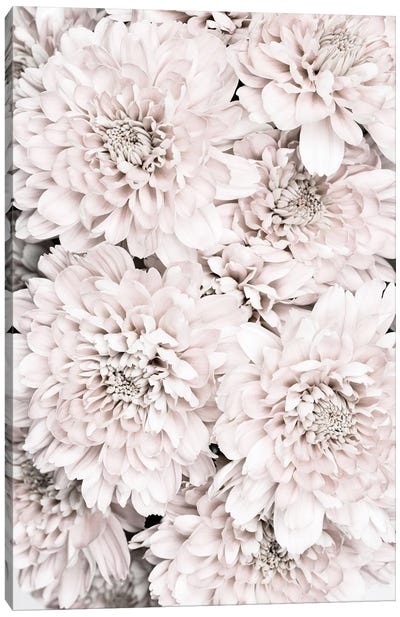 Chrysanthemum IX Canvas Art Print - 1x Floral and Botanicals