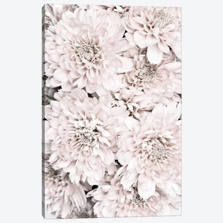 Chrysanthemum IX Canvas Print #OXM6488} by 1x Studio Canvas Print