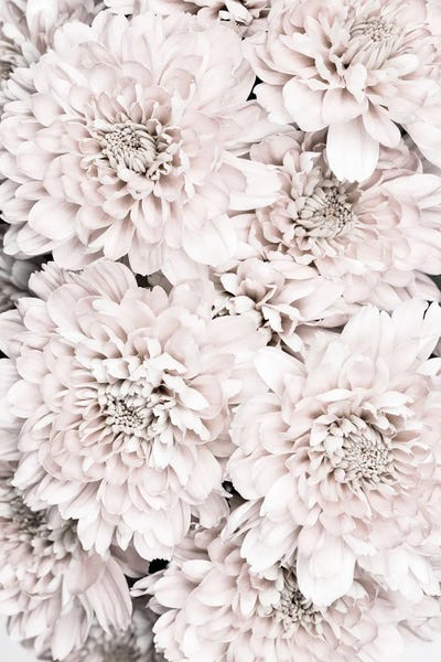 Chrysanthemums: Chrysanthemum IX by 1x Studio
