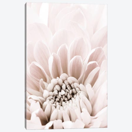 Chrysanthemum VI Canvas Print #OXM6489} by 1x Studio Art Print