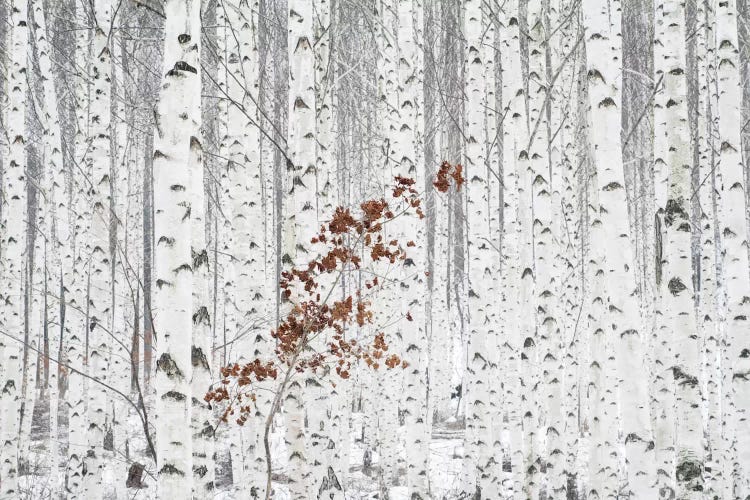 From White by Han Donghee wall art