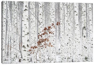 From White Canvas Art Print - Aspen and Birch Trees