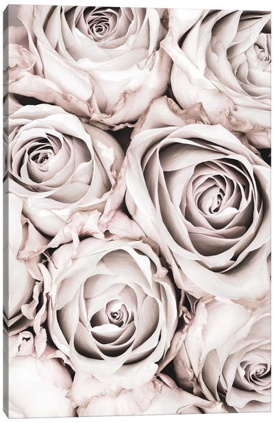 Grey Roses I Canvas Art Print