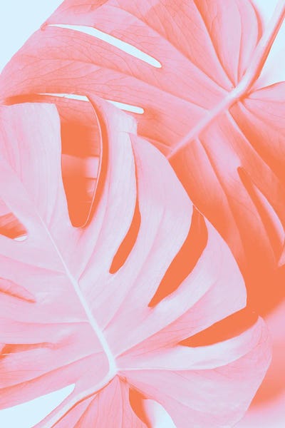 Monsteras: Monstera Orange III by 1x Studio