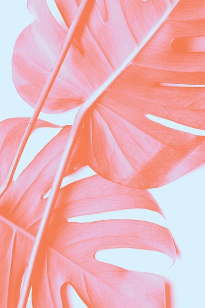 Monsteras: Monstera Orange IV by 1x Studio