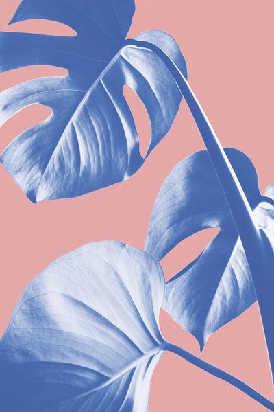 Monsteras: Monstera Purple V by 1x Studio