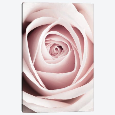 Pink Rose I Canvas Print #OXM6512} by 1x Studio Canvas Art Print
