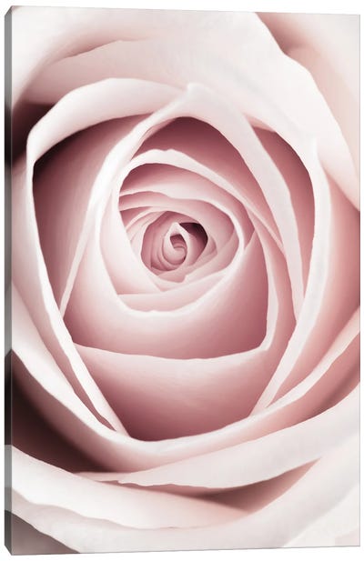 Pink Rose I Canvas Art Print - 1x Floral and Botanicals