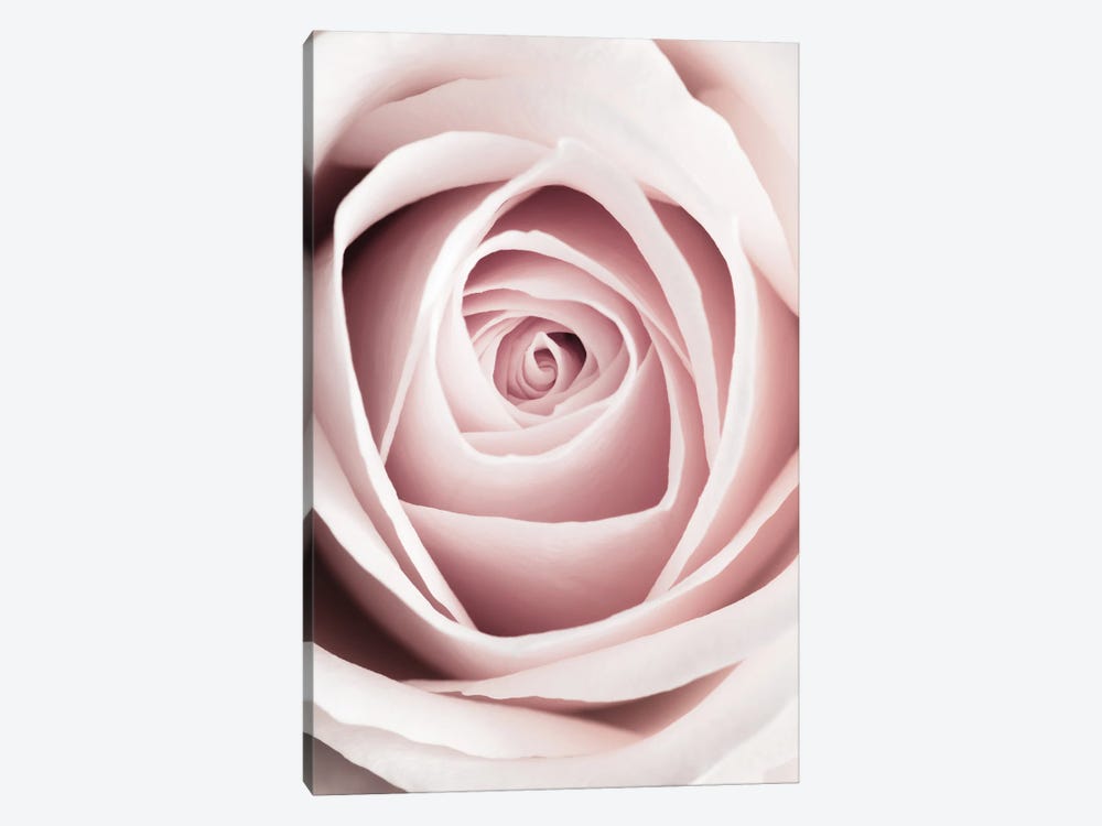 Pink Rose I by 1x Studio 1-piece Canvas Artwork