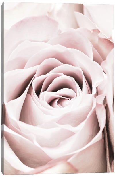Pink Rose VI Canvas Art Print - Macro Photography