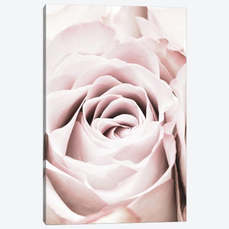 Pink Rose VI Canvas Print #OXM6514} by 1x Studio Canvas Art
