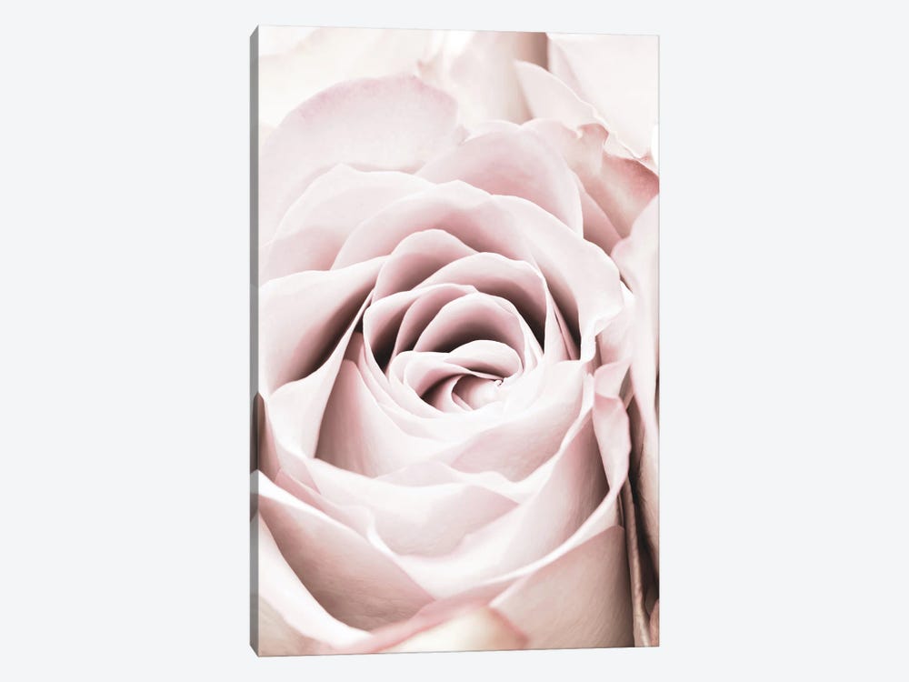 Pink Rose VI by 1x Studio 1-piece Canvas Wall Art
