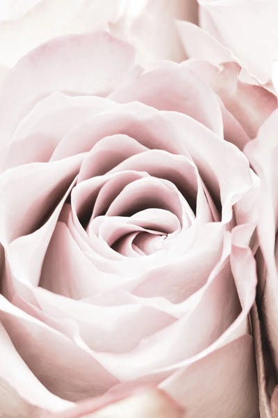 Still Life Photography: Pink Rose VI by 1x Studio
