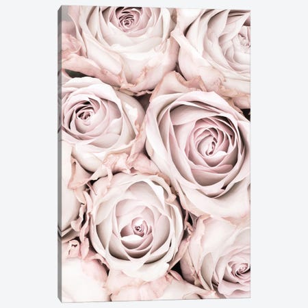 Pink Roses I Canvas Print #OXM6515} by 1x Studio Canvas Artwork
