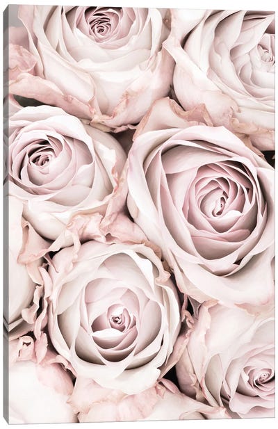 Pink Roses I Canvas Art Print