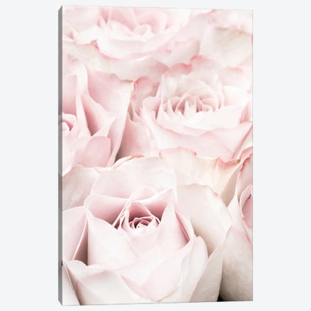 Pink Roses V Canvas Print #OXM6516} by 1x Studio Canvas Wall Art