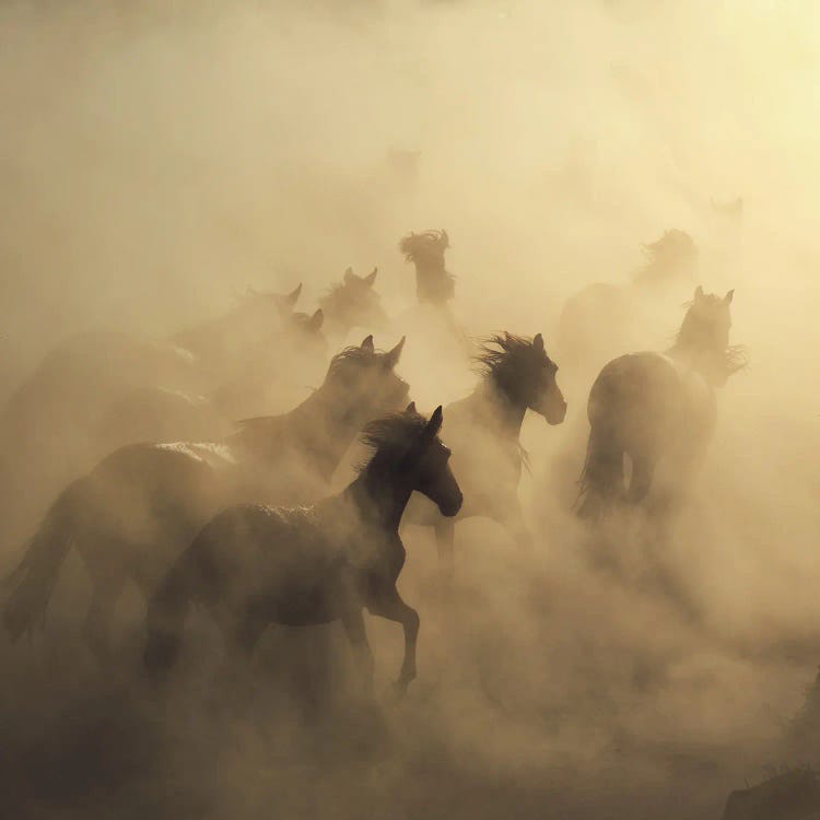 migration of horses