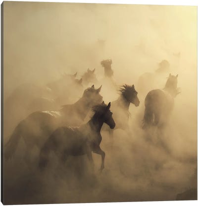 migration of horses Canvas Art Print