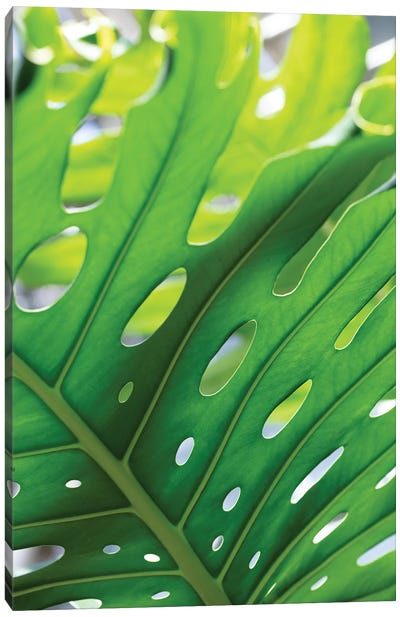 Graphic Leaf I Canvas Art Print - Tropical Leaf Art