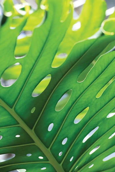 Tropical Leaves: Graphic Leaf I by 1x Studio II