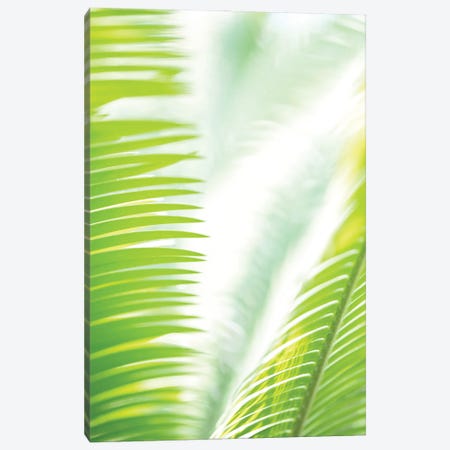 Light Palm Tree Leaves Canvas Print #OXM6546} by 1x Studio II Canvas Art Print