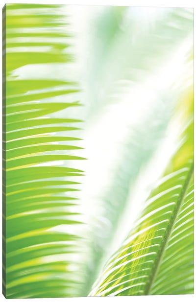 Light Palm Tree Leaves Canvas Art Print