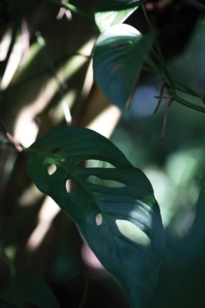 1x Studio II: Monstrea Leaves Nature II by 1x Studio II