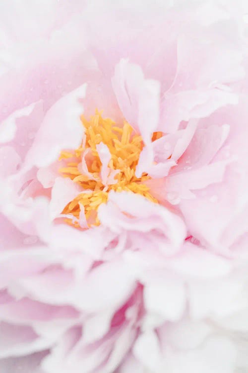 Peony VII