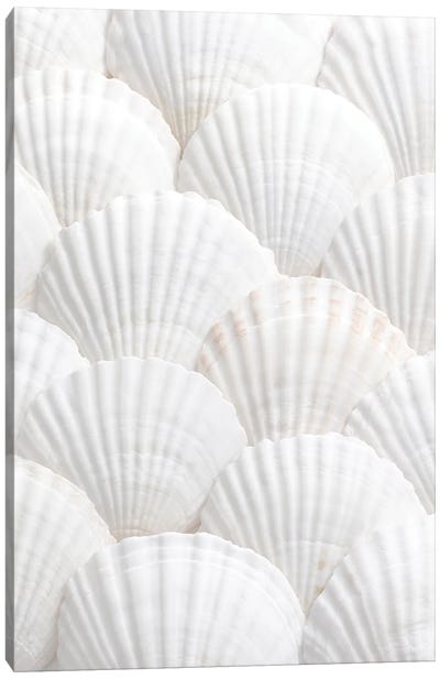 Shells III Canvas Art Print - Macro Photography