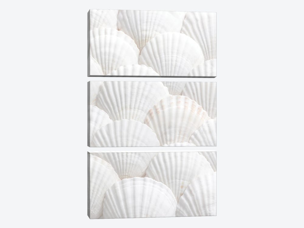 Shells III by 1x Studio II 3-piece Canvas Art Print